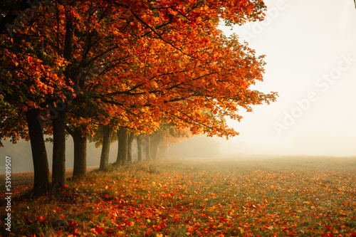 Autumn forest road leaves fall in ground landscape on autumnal background. Colorful foliage in the park. Falling leaves. Autumn trees in the fog