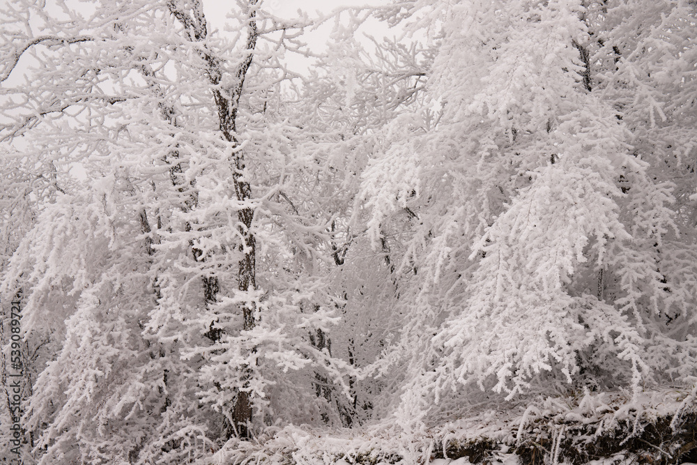 Naklejka premium Trees covered with white snow.
