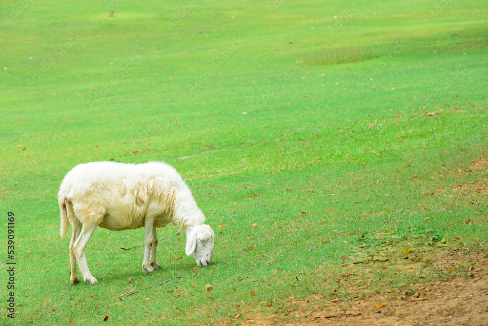 Sheep on a farm, sheep on the beautiful green meadow