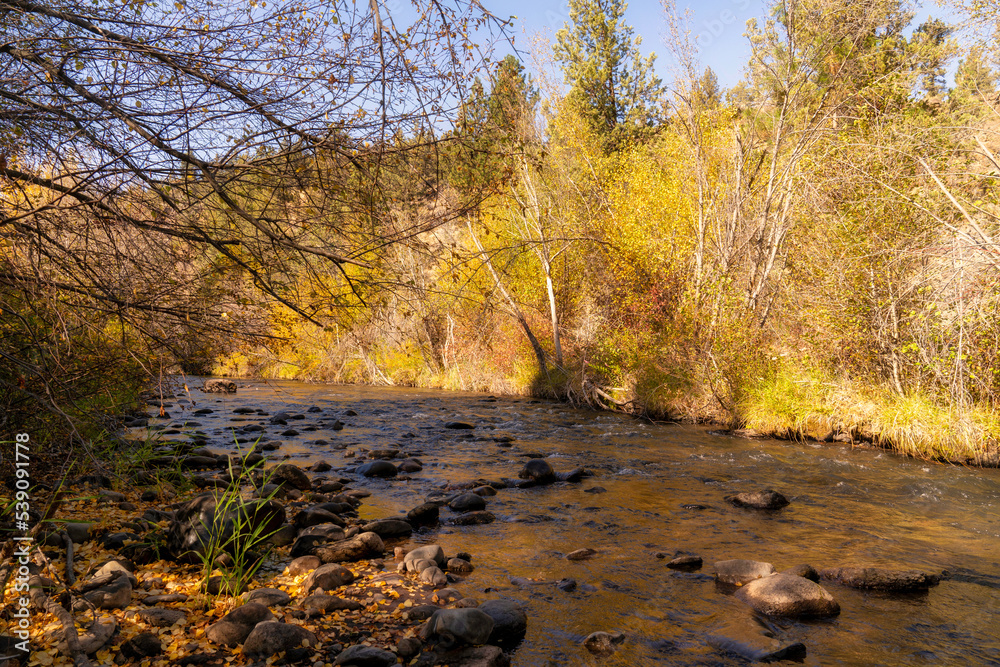 Fall Color Leaves and Trees surrounding Whychus Creek in Oregon Fall Color Leaves and Trees surrounding Whychus Creek in Oregon
