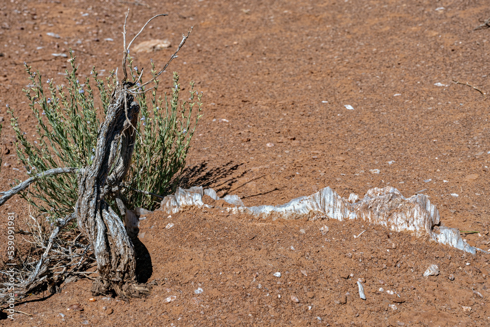 A layer of white quartz shows through the desert floor at the Grand Staircase-Escalante National Monument in Utah, USA A layer of white quartz shows through the desert floor at the Grand Staircase-Escalante National Monument in Utah, USA