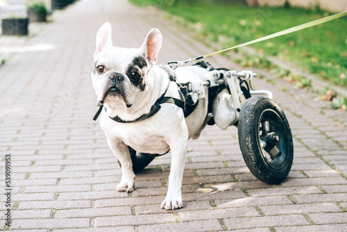 Dog with disabilities on a walk. Disabled french bulldog walking in wheelchair. Dog's mobility problems. Paralysed dog in wheel cart