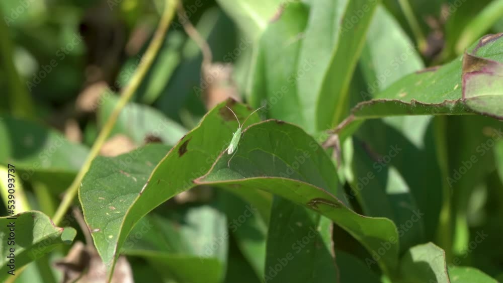 green Heteroptera,Stenodema calcarata insect is barely visible on a green leaf green Heteroptera,Stenodema calcarata insect is barely visible on a green leaf