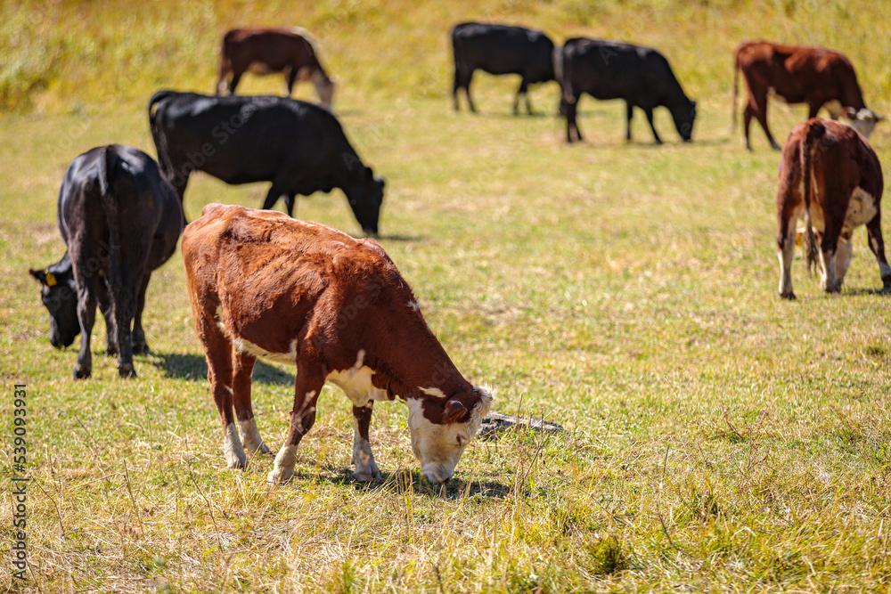 A herd of cows grazes in the meadows of the Caucasus Mountains. A herd of cows grazes in the meadows of the Caucasus Mountains.