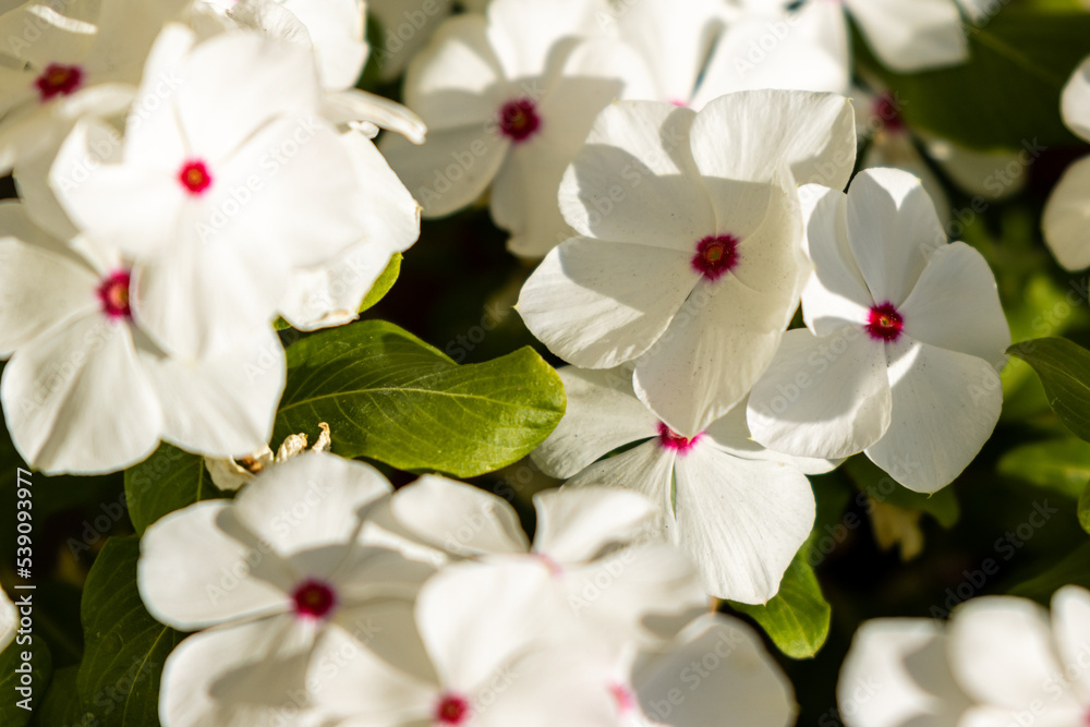 Fototapeta premium white orchid flower
