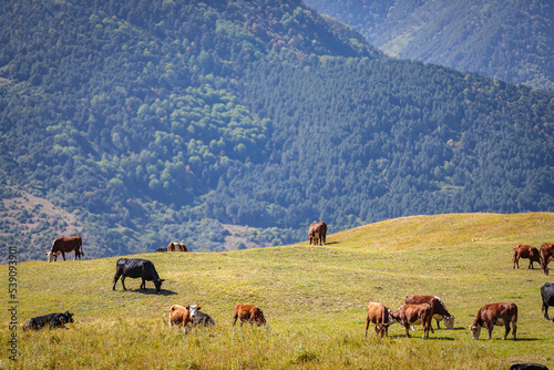 A herd of cows grazes in the meadows of the Caucasus Mountains. © ЮРИЙ ПОЗДНИКОВ
