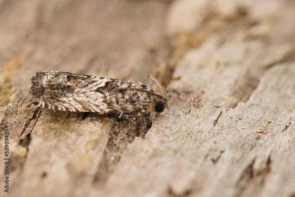 Closeup on a Large Beech piercer tprtrix moth, Cydia fagiglandana, sitting on wood Closeup on a Large Beech piercer tprtrix moth, Cydia fagiglandana, sitting on wood