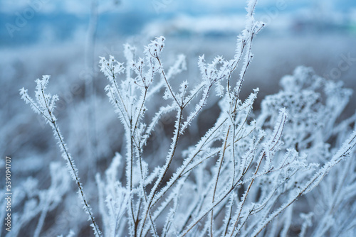Ice covered branch against snowy background. Tree branch in snow. Frozen in the ice tree branches in winter. © Volodymyr