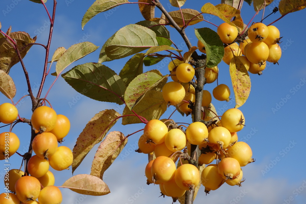 aple on a tree