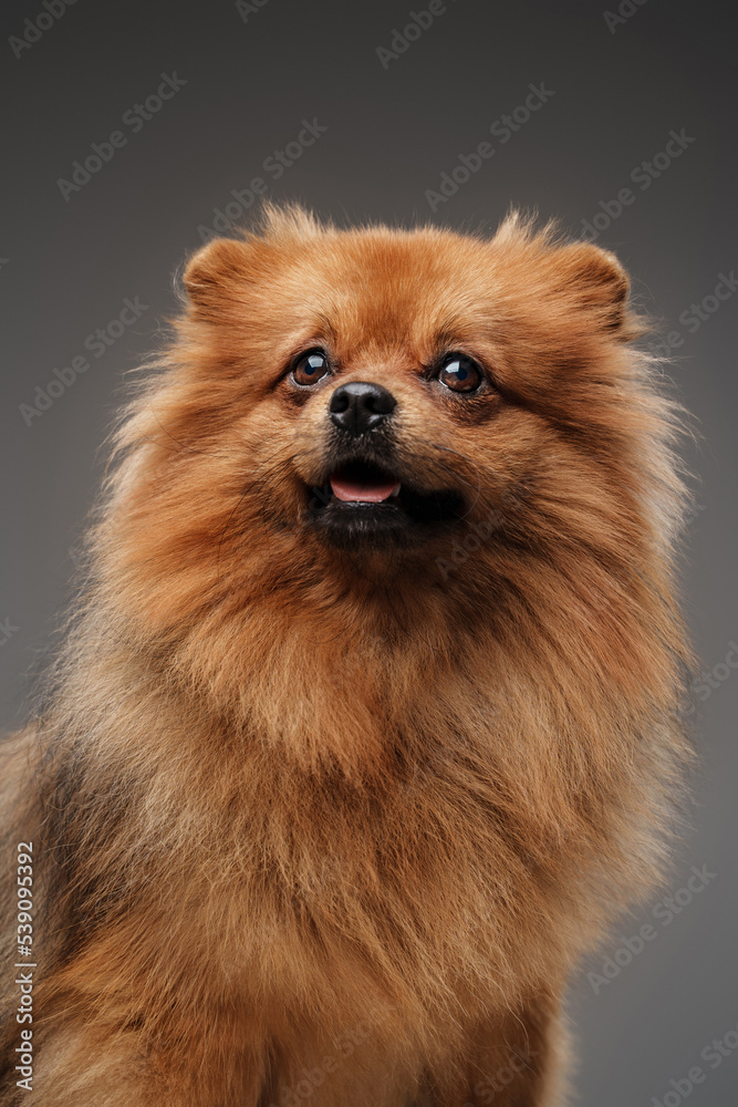 Studio shot of isolated on grey background small pedigreed dog spitz breed.