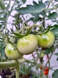 green tomatoes growing on a vine
