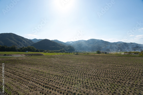 rice field after harvesting