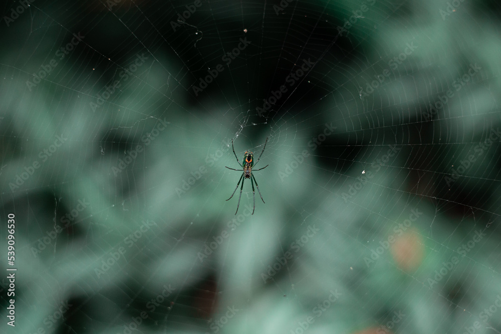 spider on the web with green background spider on the web with green background