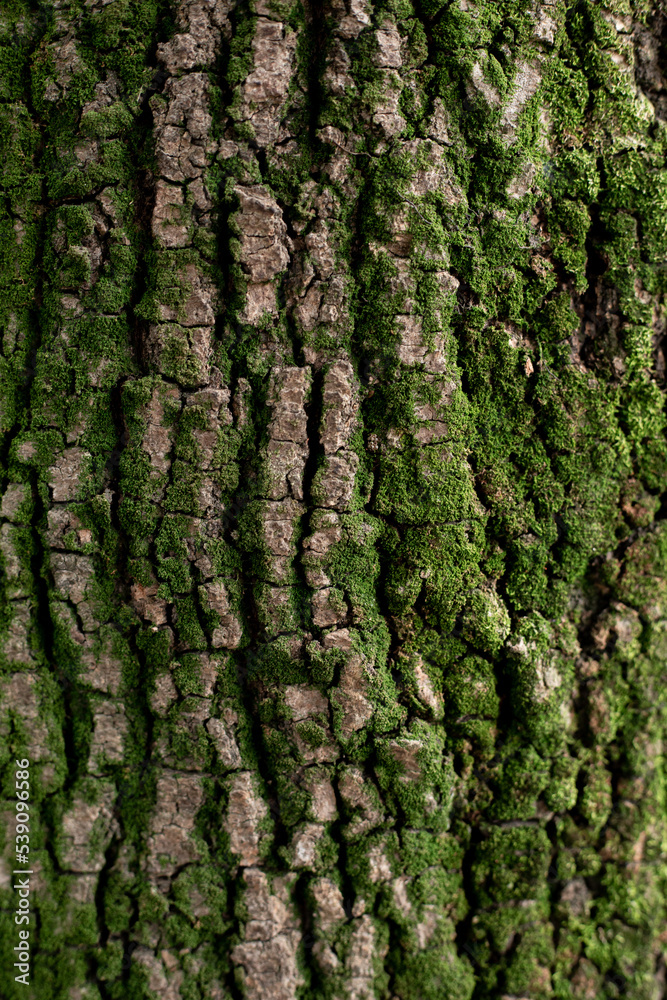tree cortex texture tree cortex texture