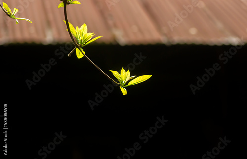 Pohon Joho (Terminalia bellirica) leaves known as Bahera or Beleric, green plant with strong offensive smell flowers photo