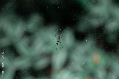 spider on the web with green background