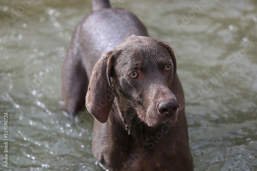 Weimaraner hunting dog, concentrating on the retrieve swimming in the water. photo