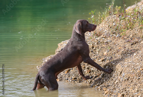 Weimaraner hunting dog, concentrating on the retrieve swimming in the water. photo