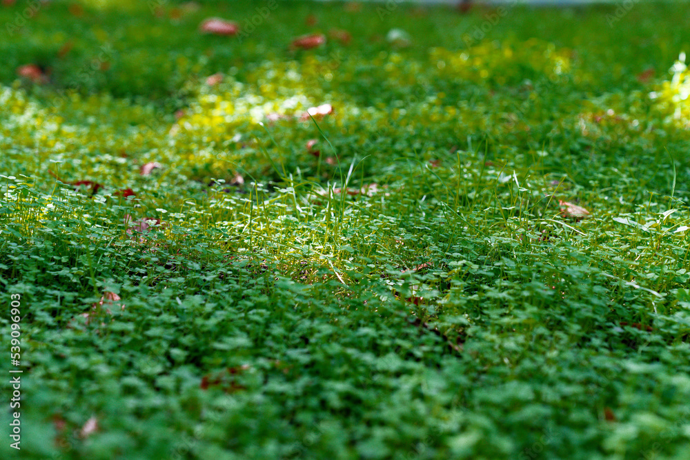 Naklejka premium green grass background 