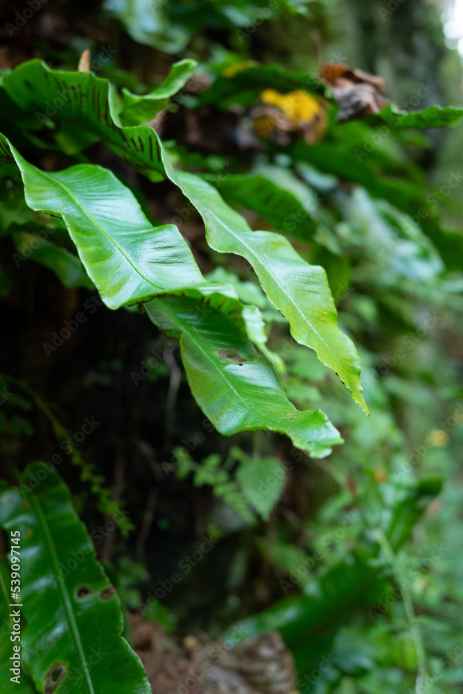 Asplenium scolopendrium in a moist ravine Asplenium scolopendrium in a moist ravine