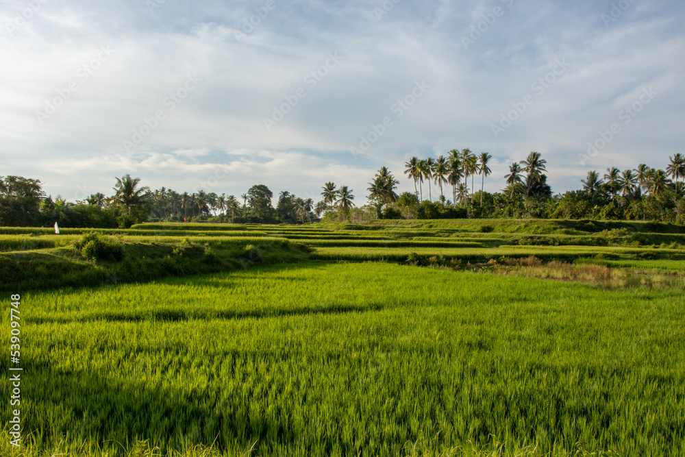 Green rice fields in the afternoon