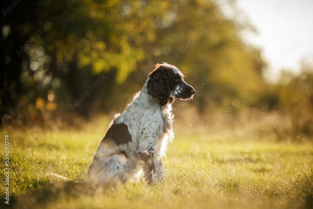 english springer spaniel sitting in the park at sunset english springer spaniel sitting in the park at sunset