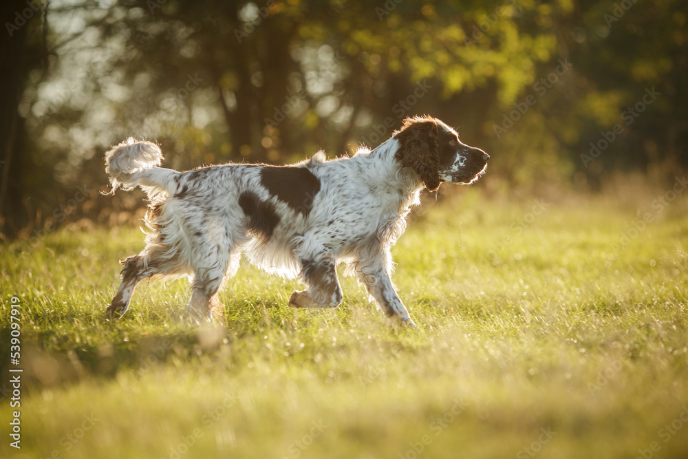english springer spaniel at sunset in the park runs english springer spaniel at sunset in the park runs
