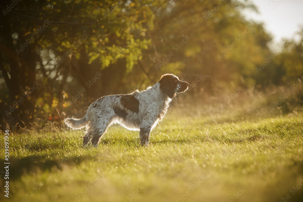 Obraz premium english springer spaniel standing in the park at sunset