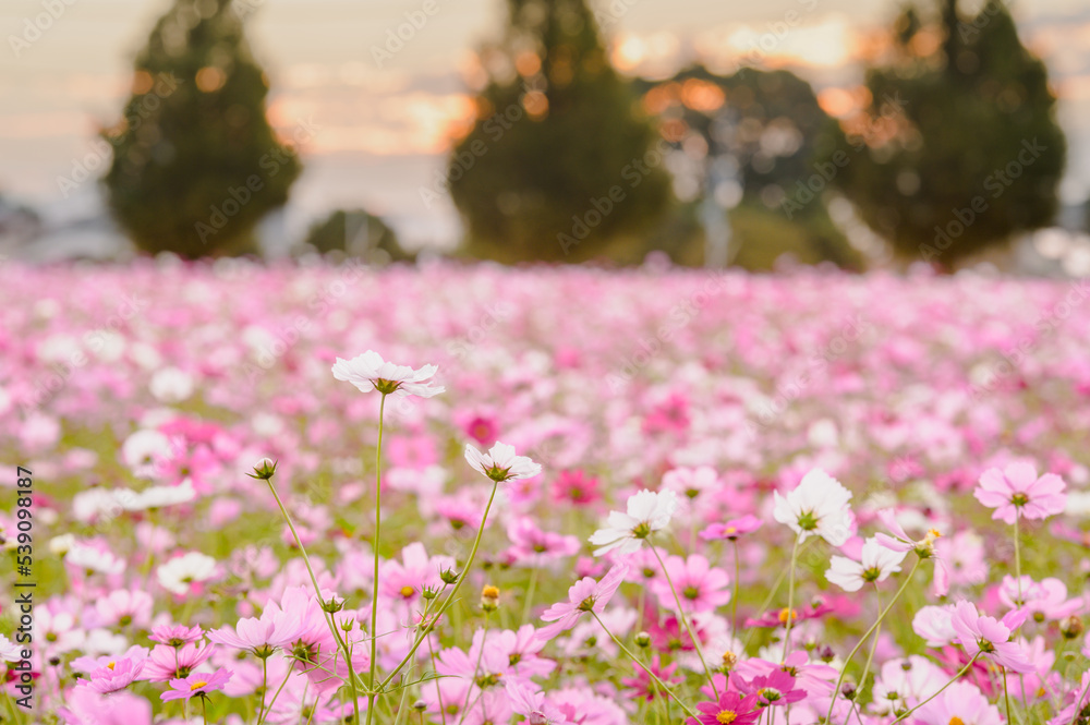 景観植物のコスモス畑