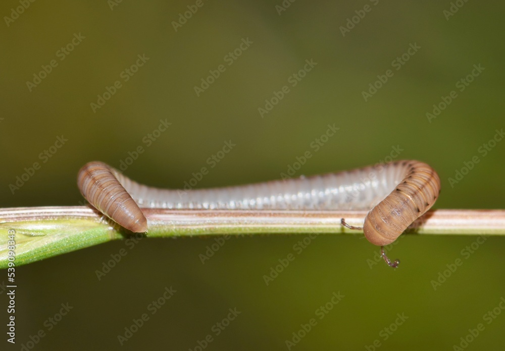 Millipede (Diplopoda) crawling along a wild grass stalk with copy space in Houston, TX. Common arthropod found throughout the world. Millipede (Diplopoda) crawling along a wild grass stalk with copy space in Houston, TX. Common arthropod found throughout the world.