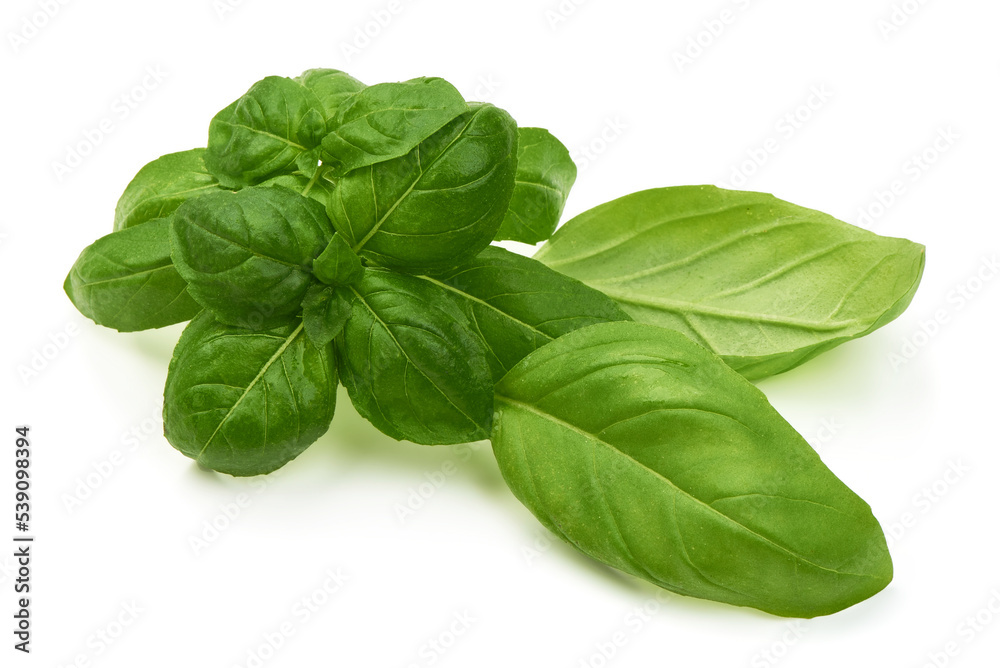 Fresh organic basil leaves, isolated on white background. Fresh organic basil leaves, isolated on white background.
