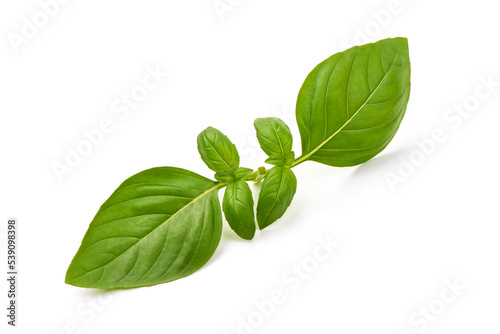 Fresh organic basil leaves, isolated on white background.