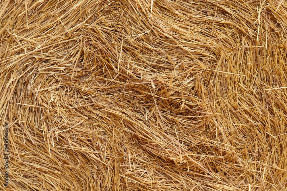 Background, texture of straw twisted into a roll after harvesting wheat Background, texture of straw twisted into a roll after harvesting wheat