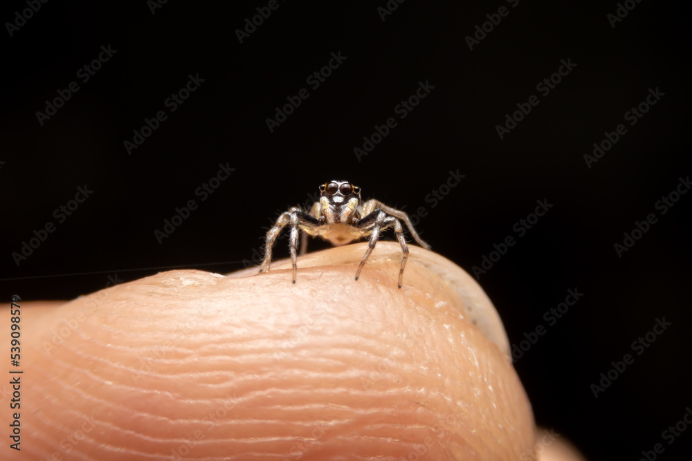 Obraz premium Jumping spider on pink flowers in the garden. Hyus spider on flowers with green background.