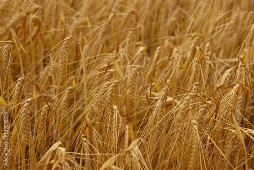 golden wheat field