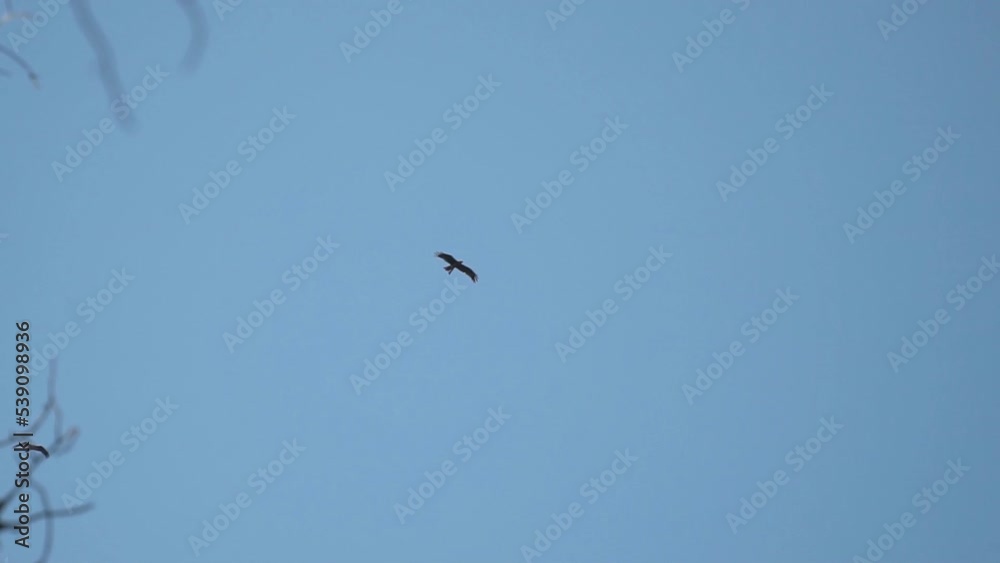 Bird of prey flying against the blue sky. Black kite in the sky Bird of prey flying against the blue sky. Black kite in the sky