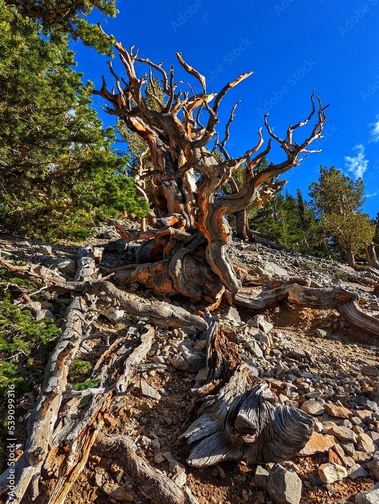 Great Basin National Park Bristlecone Pine Tree Great Basin National Park Bristlecone Pine Tree