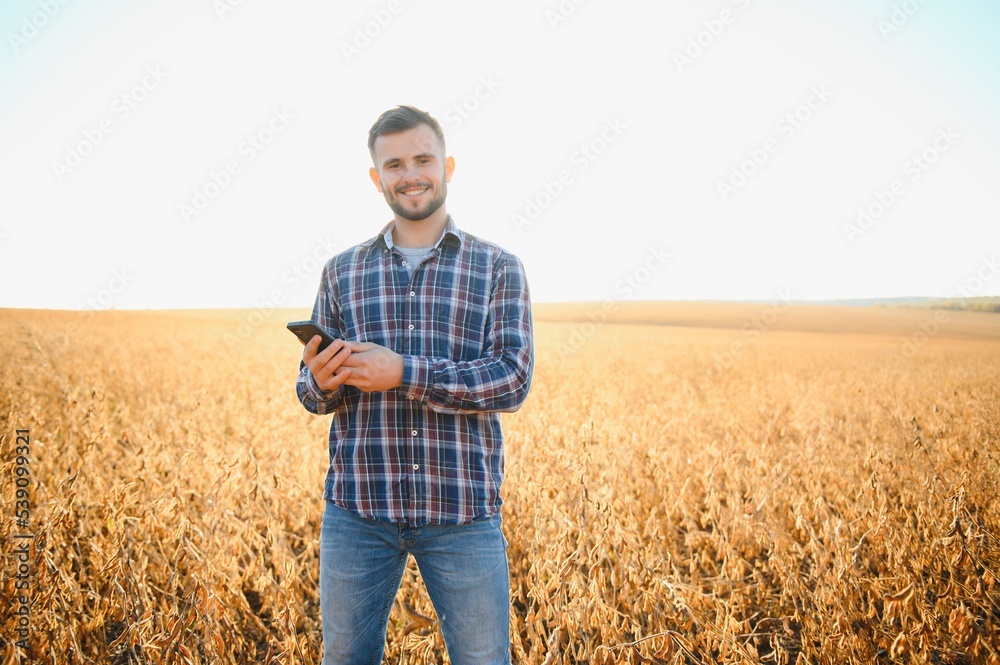 A farmer inspects a soybean field. The concept of the harvest
