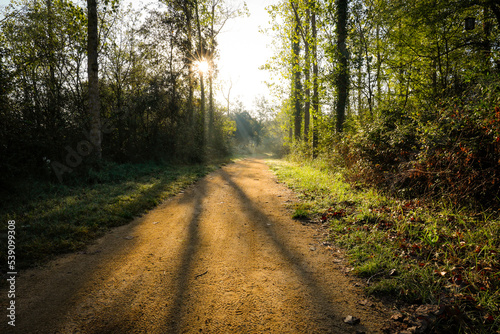 Pista forestal (camino carretera) en un bosque al amanecer con el sol entre los árboles