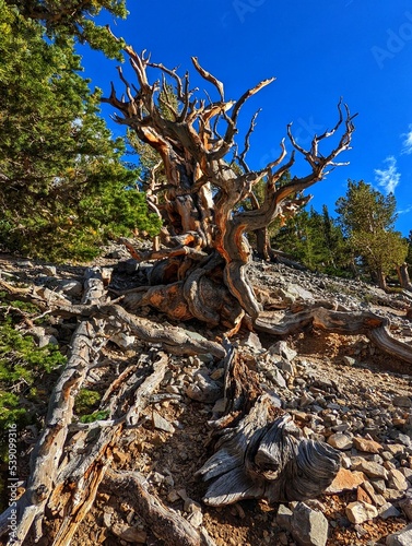 Great Basin National Park Bristlecone Pine Tree