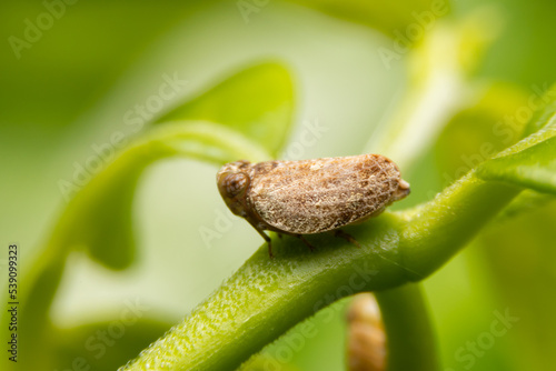 Macro of the Brown planthopper on green leaf in the garden. Nilaparvata lugens (Stal) on blurred of green background.