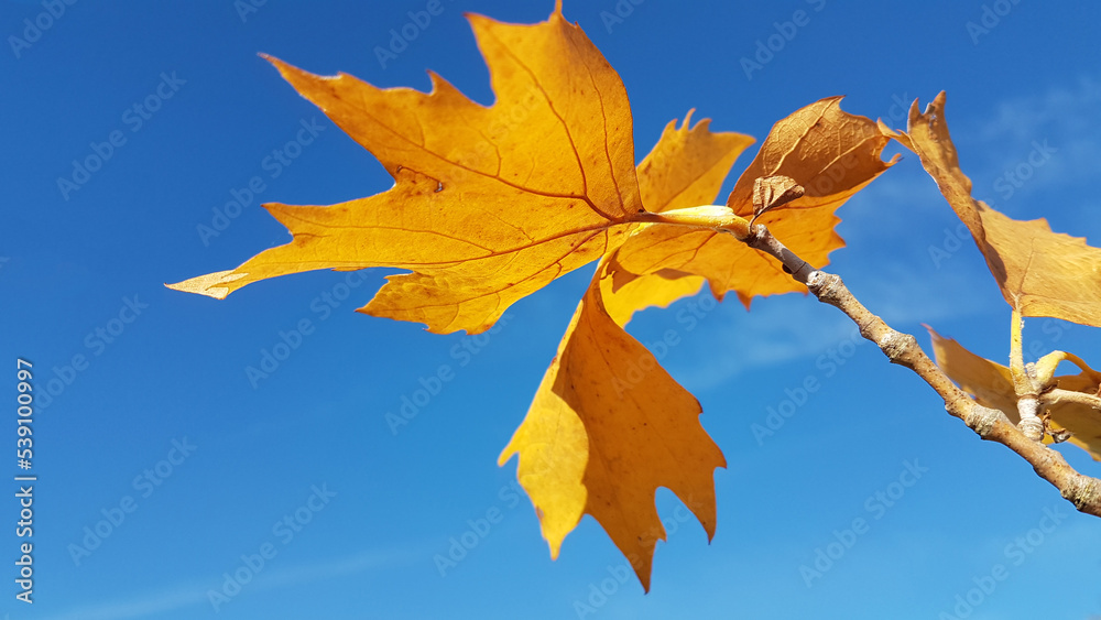 leaves leaf yellow brown branch twing on blue autumnal sky in sunny day
