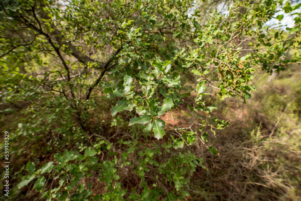 Kermes oak leaves on the mountain after the autumn rain
Kermes oak leaves on the mountain after the autumn rain