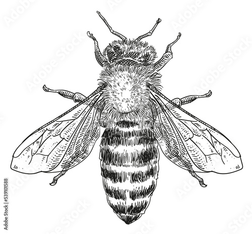 honey bee vector illustration, insect pict art