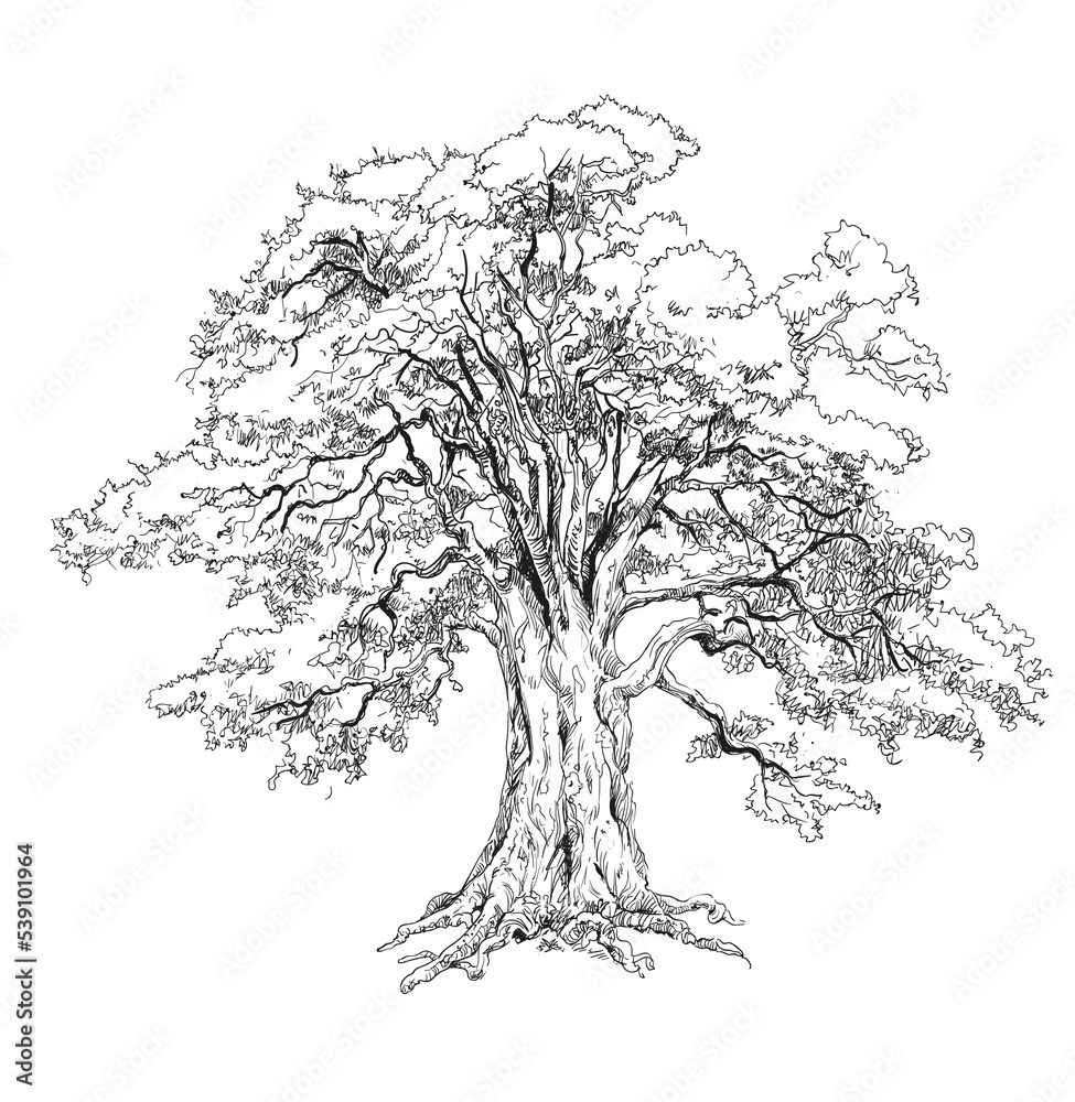 the-oak-tree-untold-oak