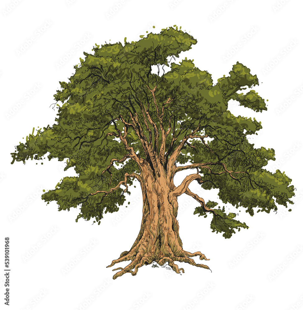 Vector illustration of an oak tree. The oak tree is one of the oldest ...