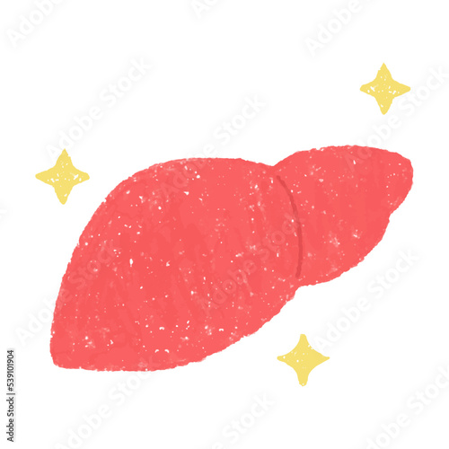 手描きのきれいな肝臓のイラスト