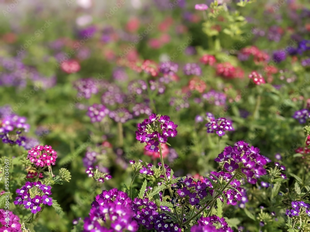 flowers in the field flowers in the field