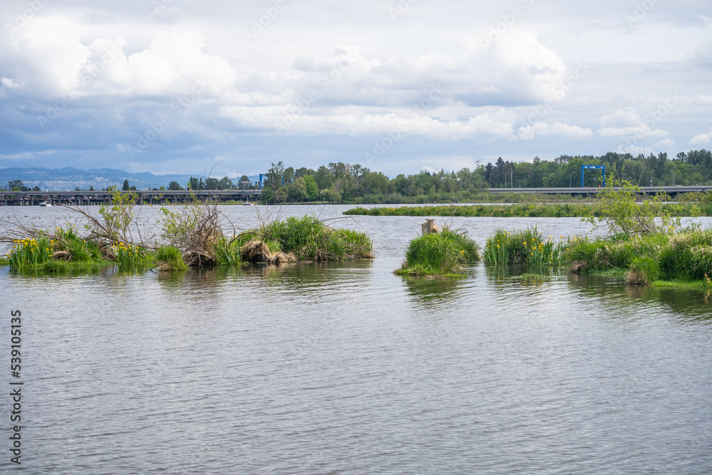 Obraz premium Union Bay Natural Area