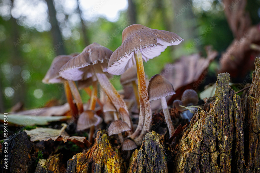 Fototapeta premium fungi in English woodland